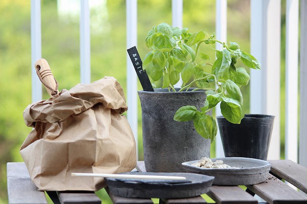 【プランツデザイナー富阪基さんに聞く植物のある暮らし・1】 　鉢植えからはじめる、プチガーデニング