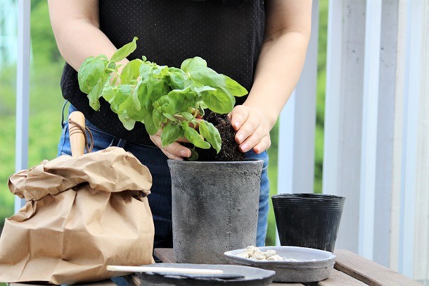 【プランツデザイナー富阪基さんに聞く植物のある暮らし・1】 　鉢植えからはじめる、プチガーデニング