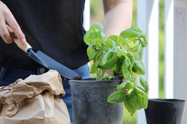 【プランツデザイナー富阪基さんに聞く植物のある暮らし・1】 　鉢植えからはじめる、プチガーデニング