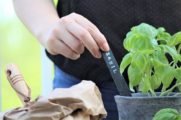 【プランツデザイナー富阪基さんに聞く植物のある暮らし・1】 　鉢植えからはじめる、プチガーデニング