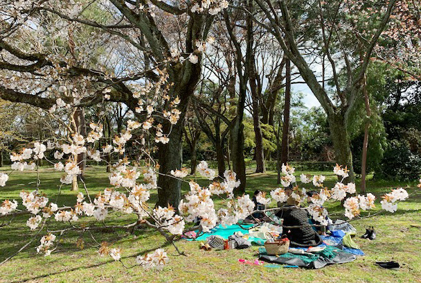 桜ワインをおともに！京都御所でお花見