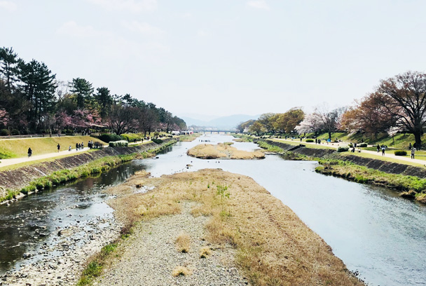 桜ワインをおともに！京都御所でお花見