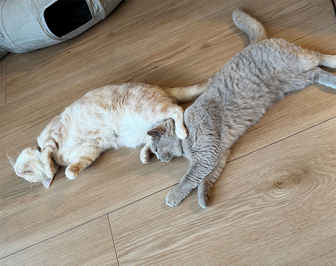 猫飼い＆マンション＆フルタイム共働きのお掃除最適解！マーナの「タッチレスワイパー」使用レポ