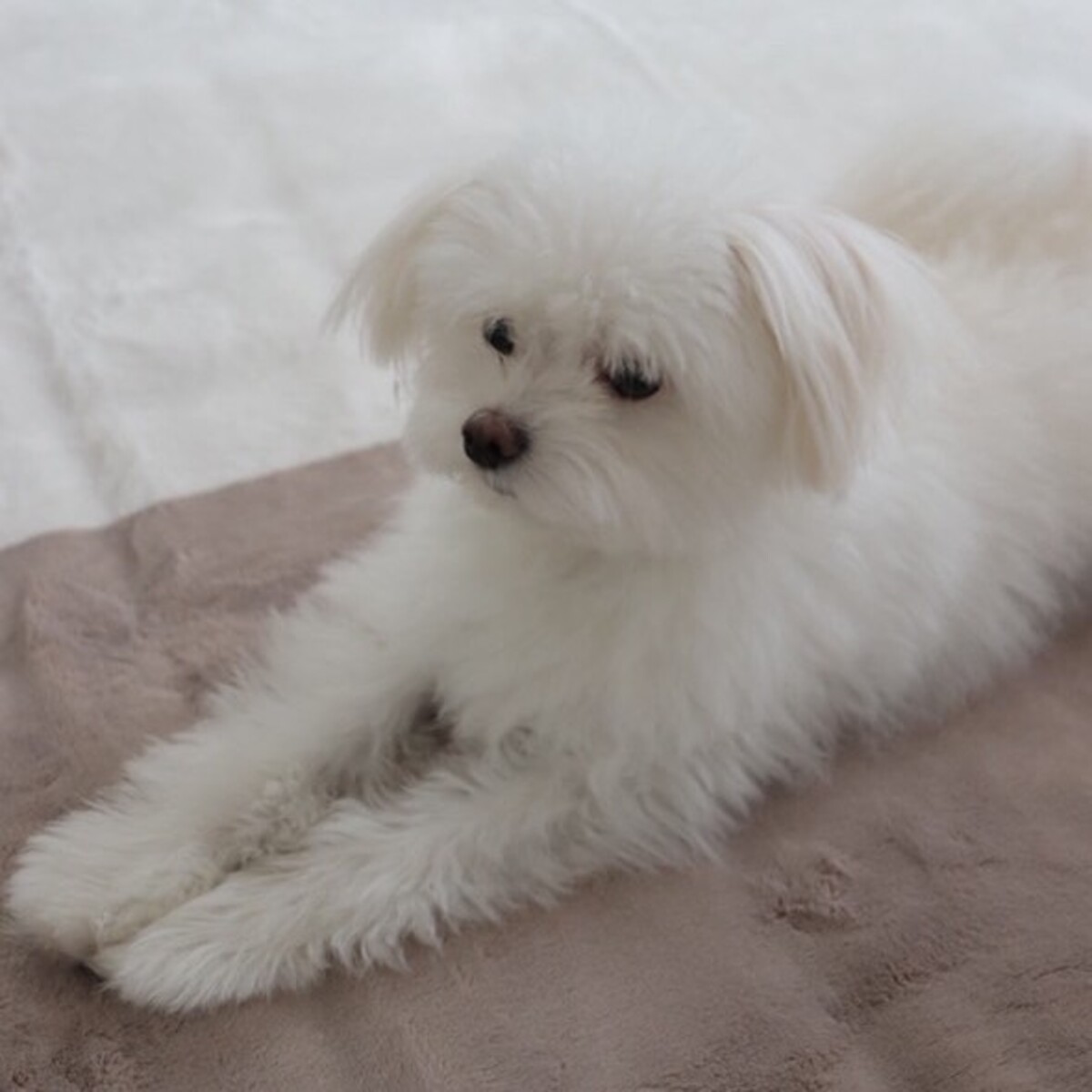 「特別な日常をくれる一枚」進化した伝説の毛布をインスタグラマーさんも体験中。感動の声がぞくぞく！