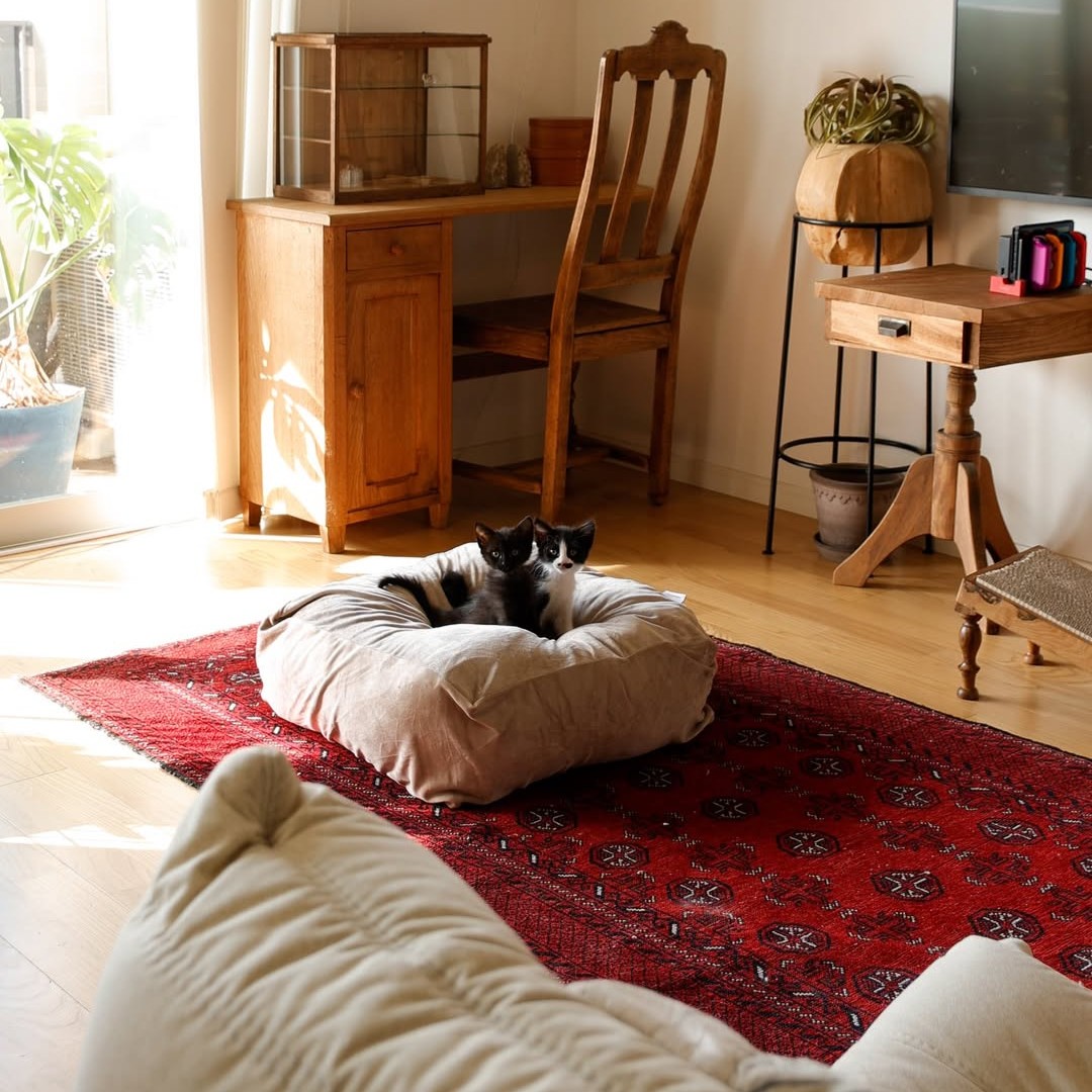 “沼る姿”が愛おしい！とろけるペットベッドに虜のニャンコ＆わんこ最新レポ