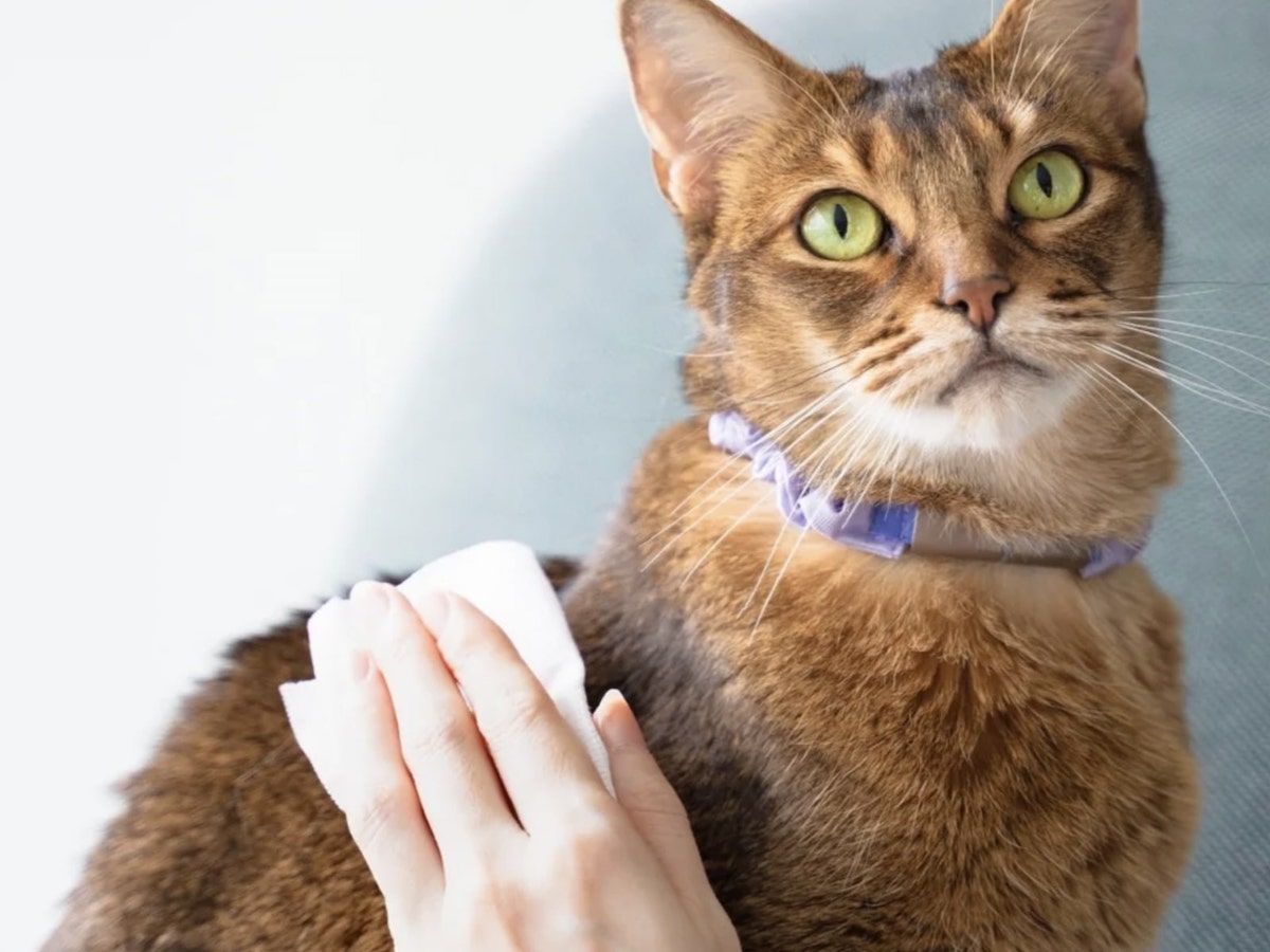 舐めても安心の消臭除菌スプレー！？ペットにやさしい『ジェームズ・ミャーティン』誕生