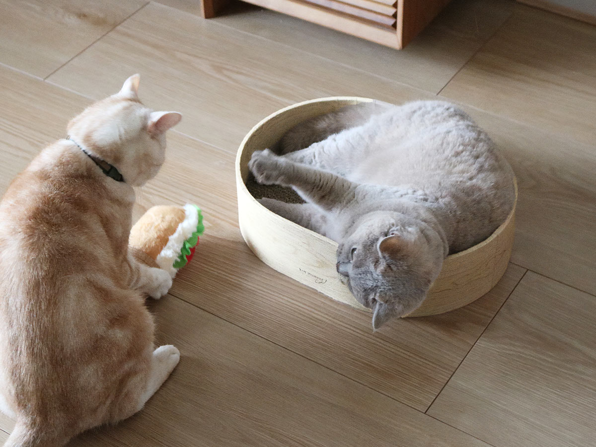 猫と暮らす