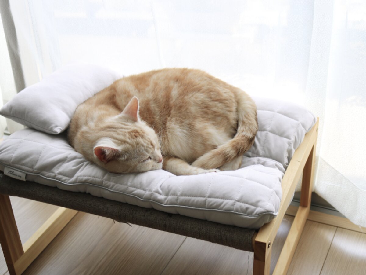 猫のためのボンモマン「bon moment cat」ついに始動！猫飼いスタッフが本気で考えたニャンコ溺愛グッズを、インスタグラマーさんもいざ体験！