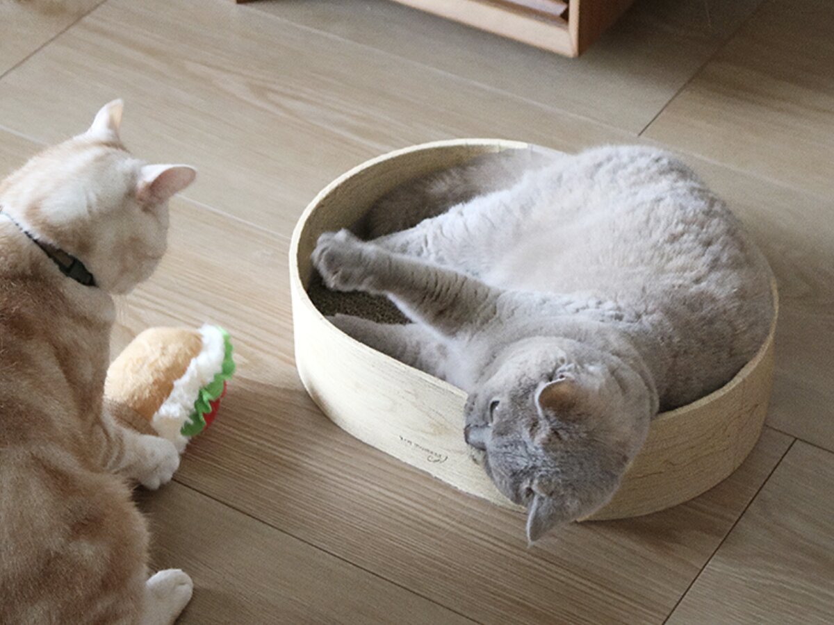 猫のためのボンモマン「bon moment cat」ついに始動！猫飼いスタッフが本気で考えたニャンコ溺愛グッズを、インスタグラマーさんもいざ体験！