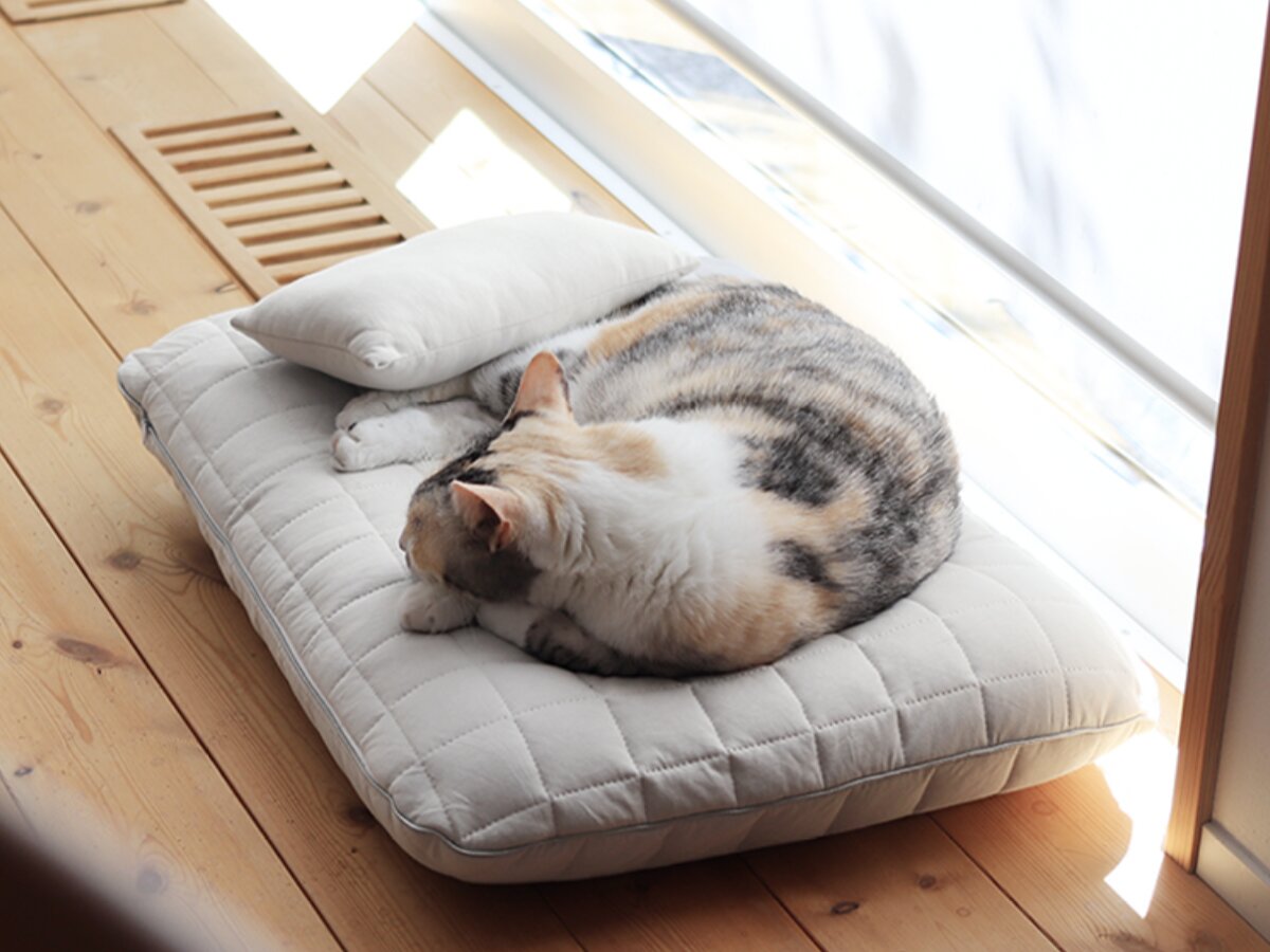 猫のためのボンモマン「bon moment cat」ついに始動！猫飼いスタッフが本気で考えたニャンコ溺愛グッズを、インスタグラマーさんもいざ体験！