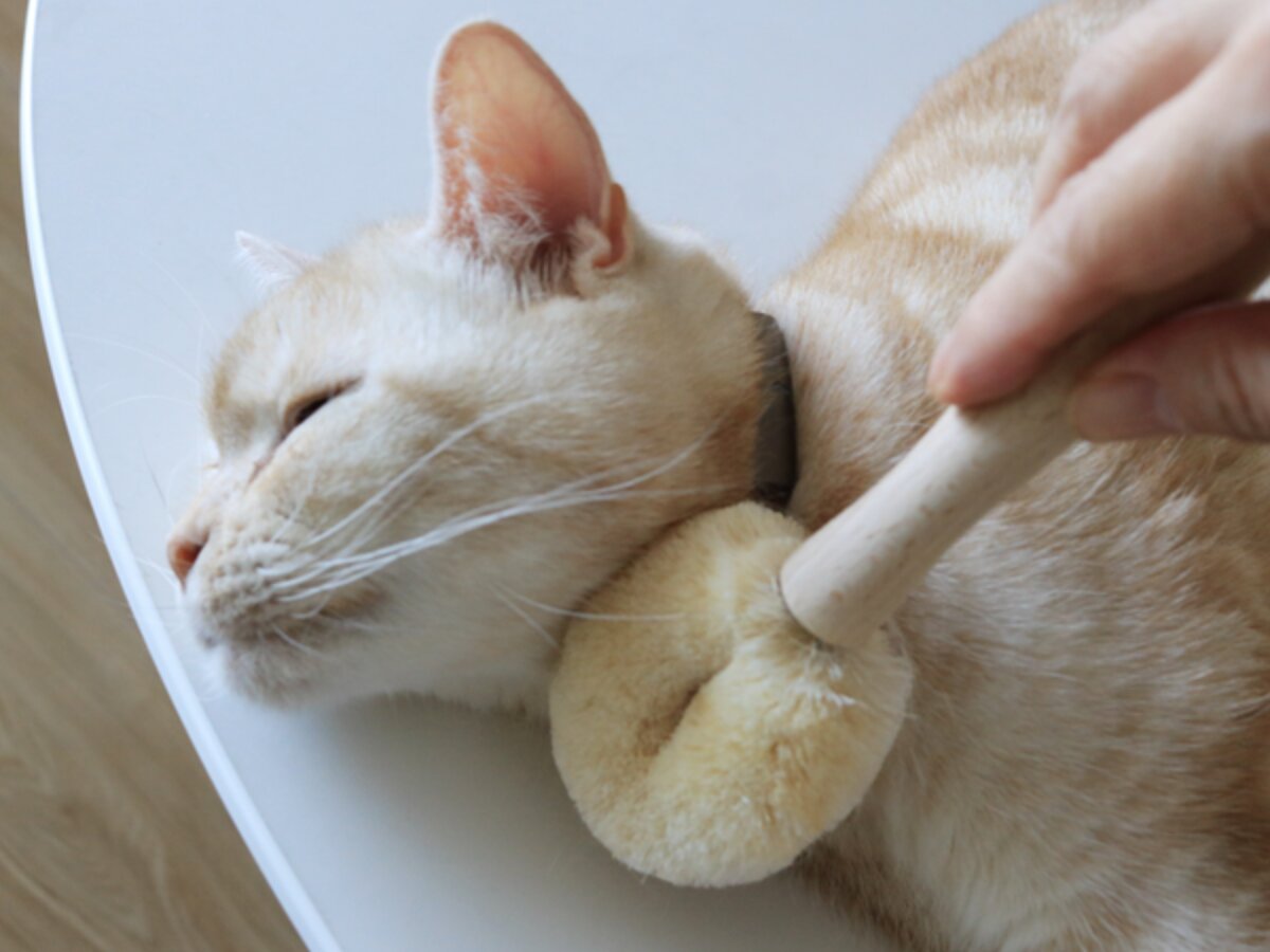【第2弾】猫と飼い主の「なかよし度」向上計画！猫好きバイヤーのイチオシグッズ４選