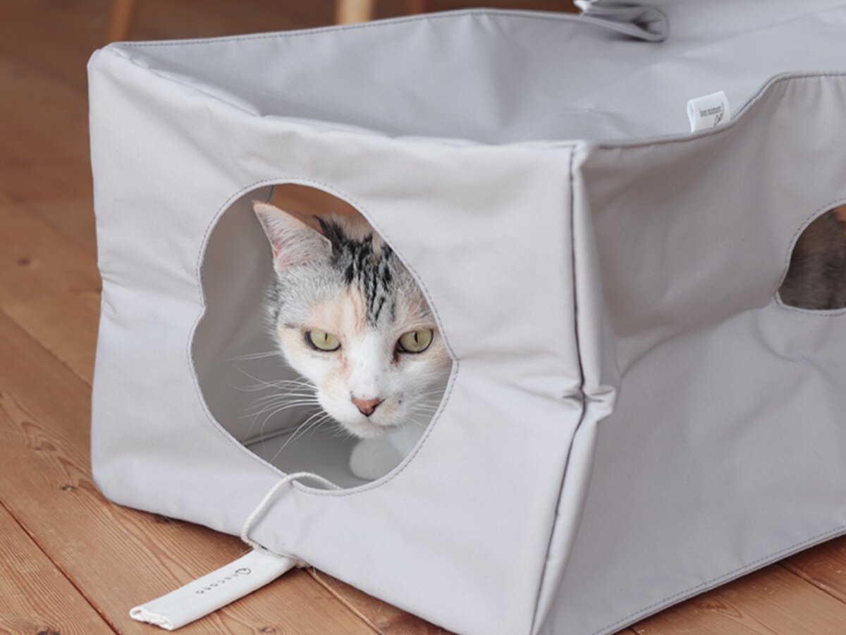 【第2弾】猫と飼い主の「なかよし度」向上計画！猫好きバイヤーのイチオシグッズ４選