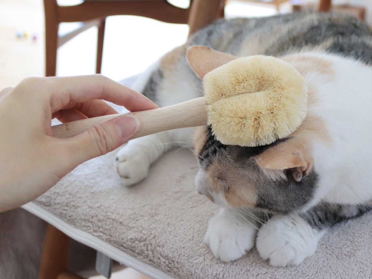 【第2弾】猫と飼い主の「なかよし度」向上計画！猫好きバイヤーのイチオシグッズ４選
