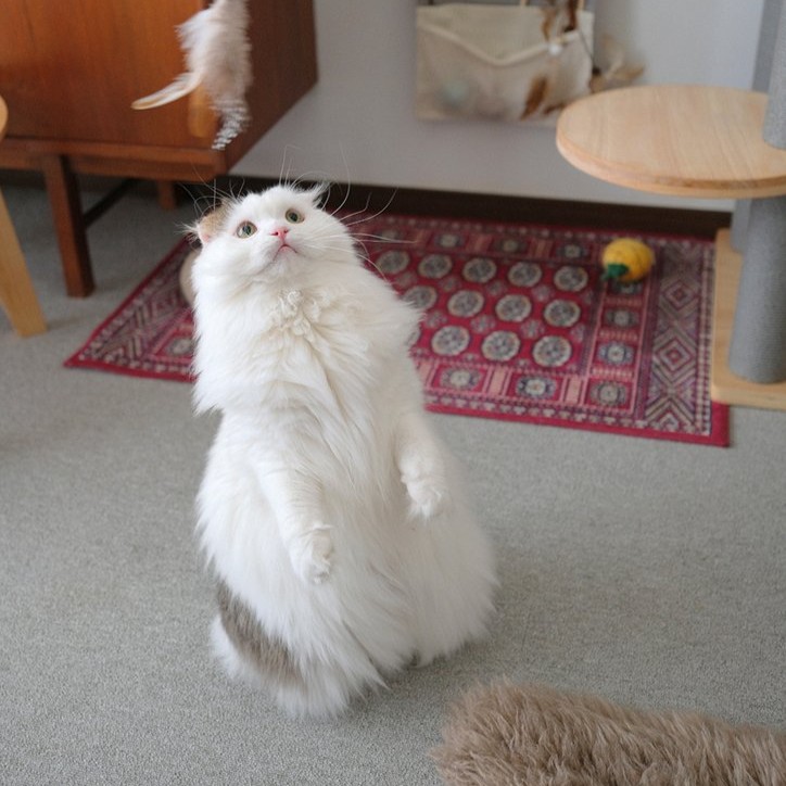 収納しづらい“猫じゃらし”のごちゃつきは専用収納で解決！愛猫家インスタグラマーさんの「おもちゃ」＆「ケアグッズ」収納術