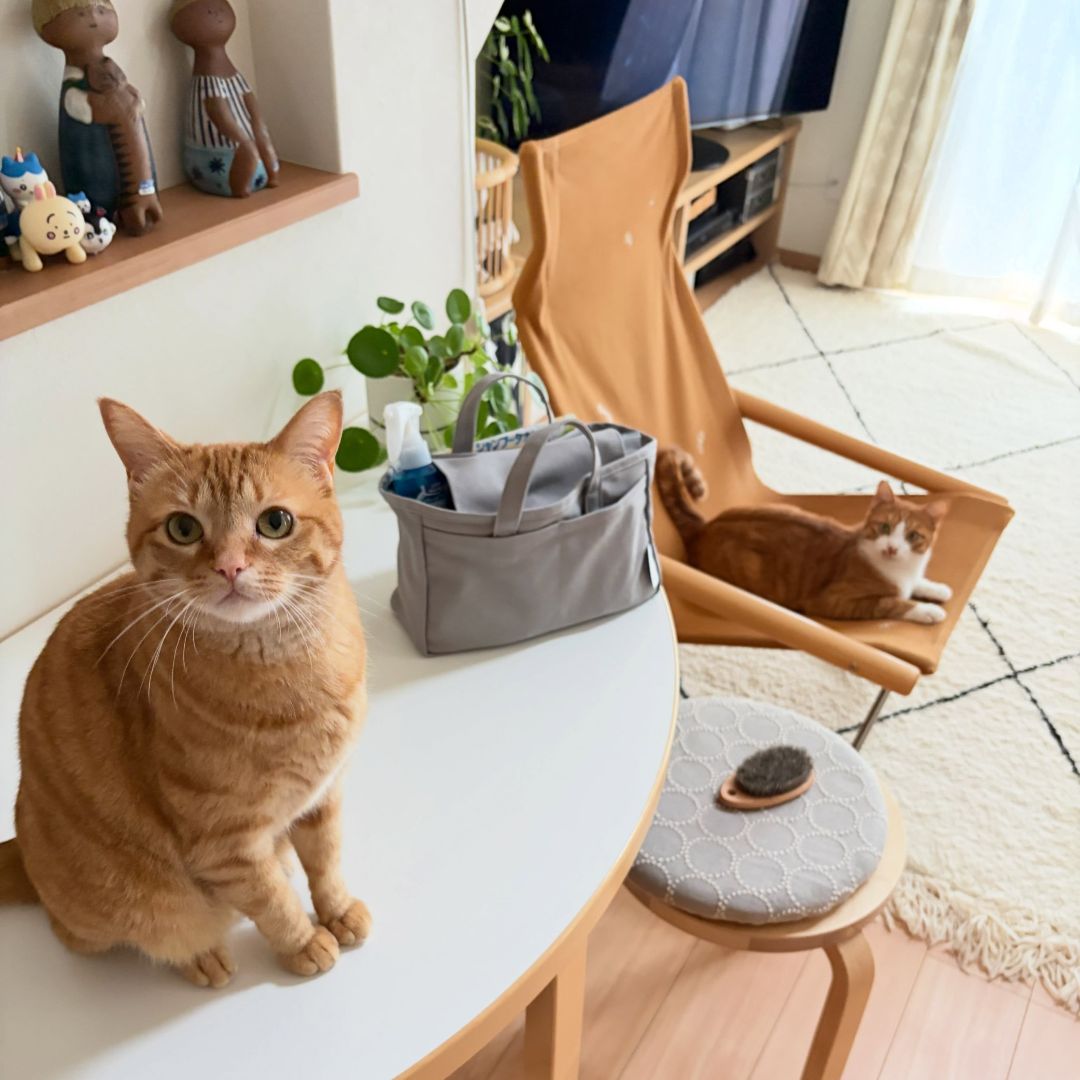 収納しづらい“猫じゃらし”のごちゃつきは専用収納で解決！愛猫家インスタグラマーさんの「おもちゃ」＆「ケアグッズ」収納術