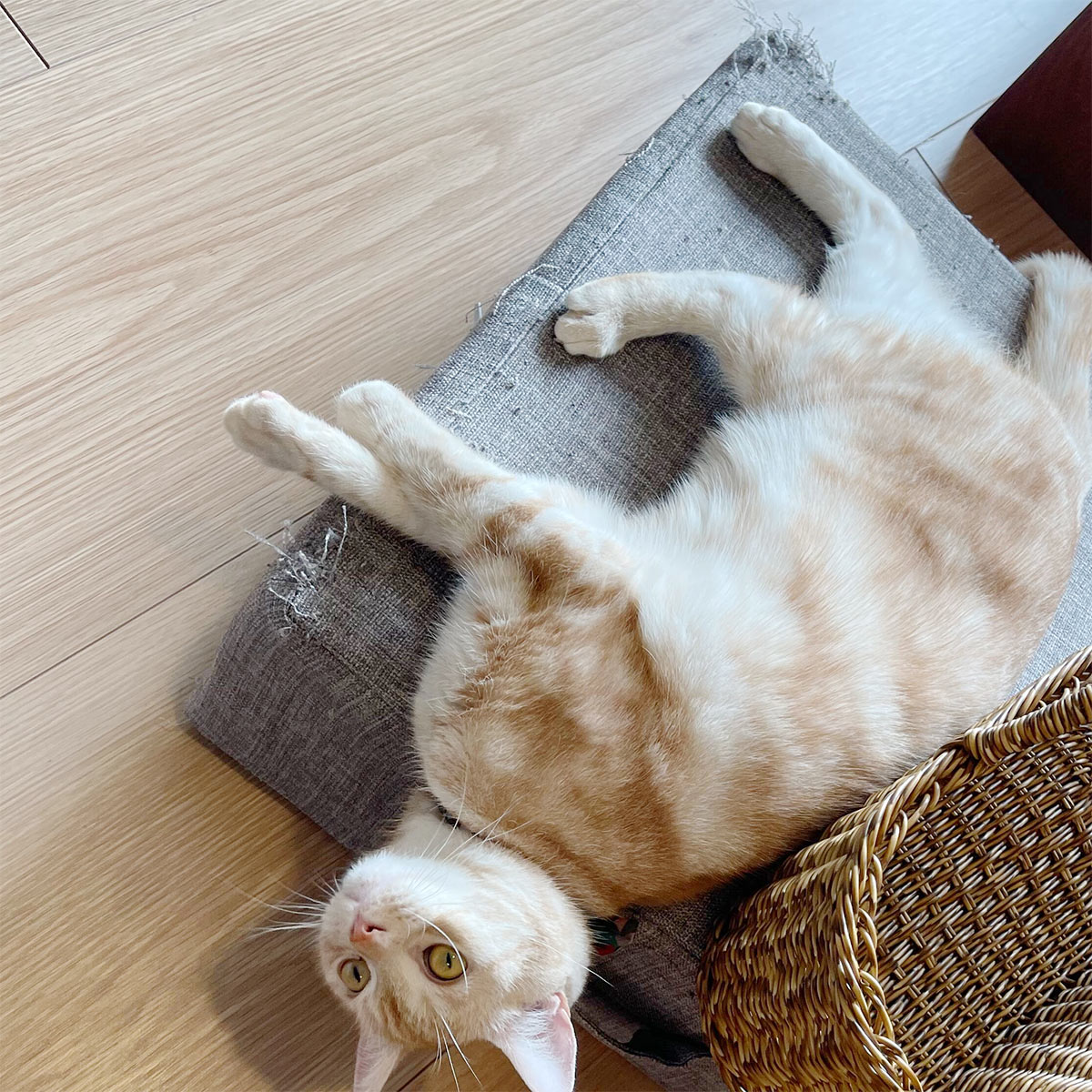 心ゆくまで爪とぎ欲求を！愛猫のガリガリ具合を愛でるのも楽しい、爪とぎクッション（登場イベント開催中！）