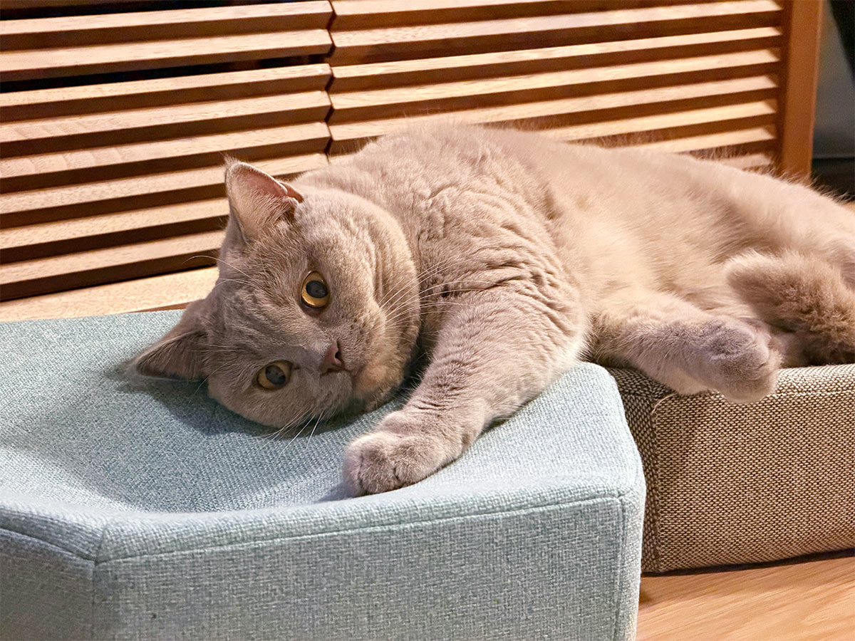 心ゆくまで爪とぎ欲求を！愛猫のガリガリ具合を愛でるのも楽しい、爪とぎクッション（登場イベント開催中！）