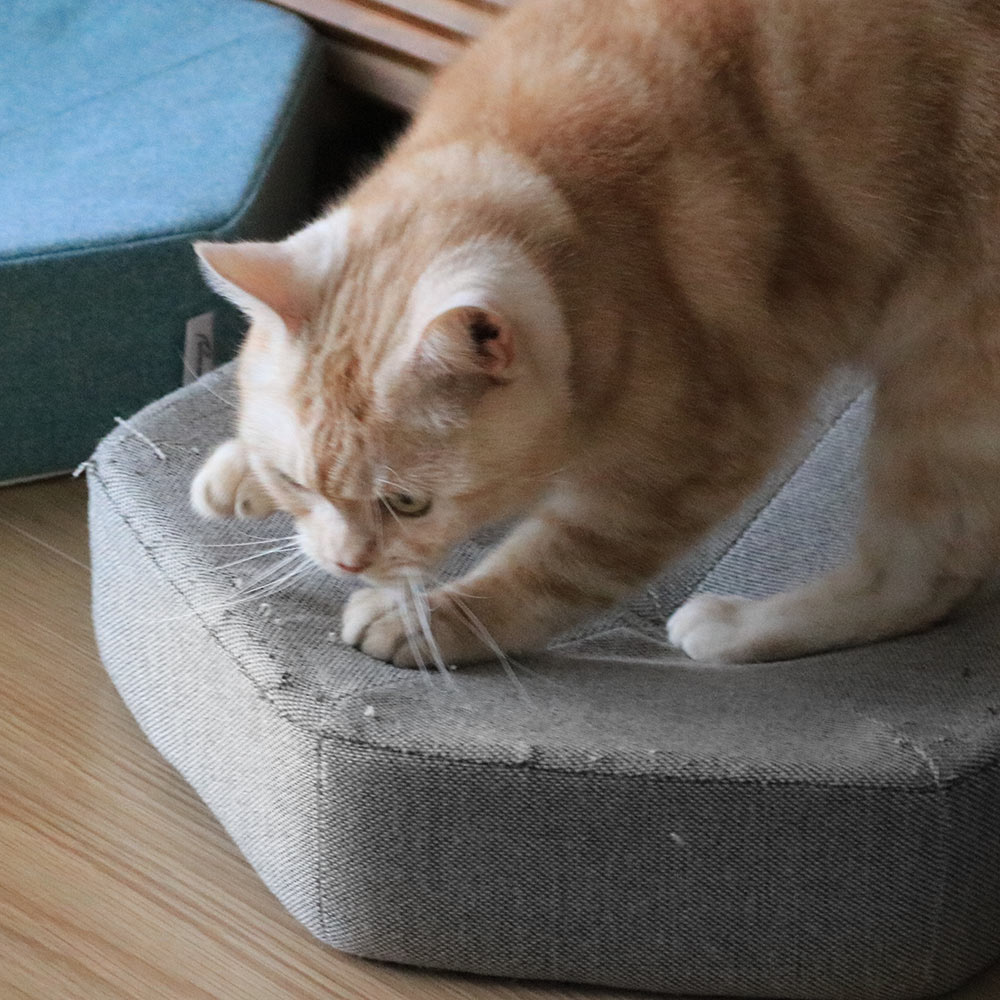 心ゆくまで爪とぎ欲求を！愛猫のガリガリ具合を愛でるのも楽しい、爪とぎクッション（登場イベント開催中！）