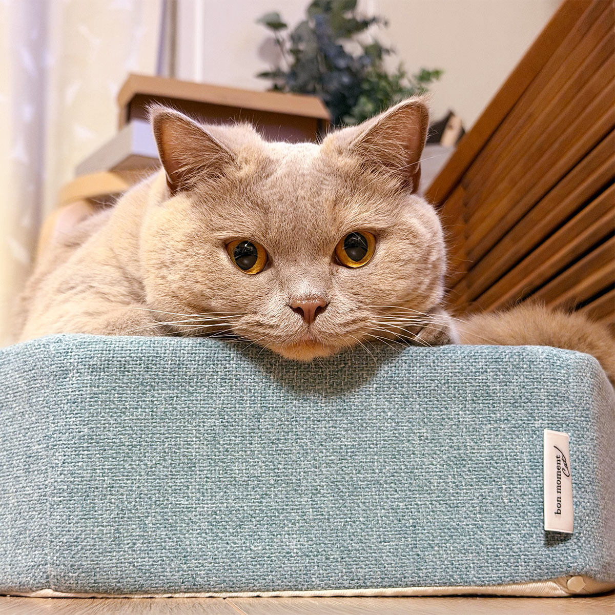 心ゆくまで爪とぎ欲求を！愛猫のガリガリ具合を愛でるのも楽しい、爪とぎクッション（登場イベント開催中！）